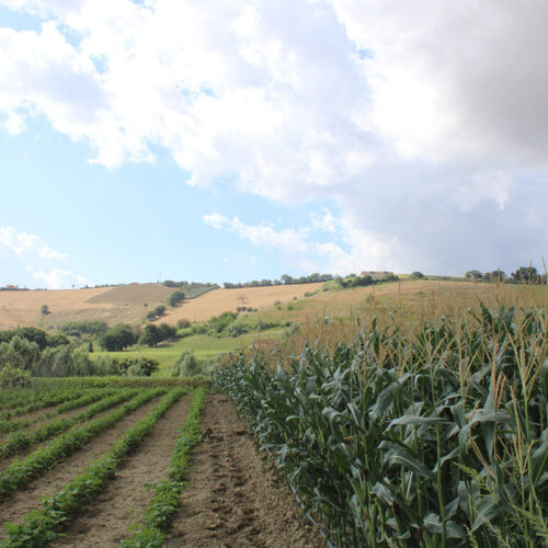foto_la_campagna_azienda_agricola_bela