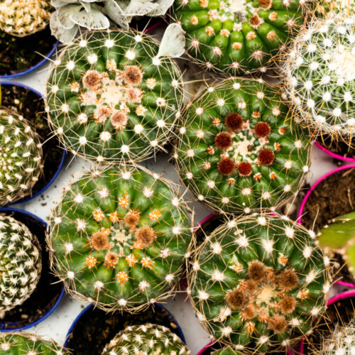 piante_grasse_azienda_agricola_bela(1)