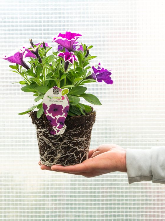 azienda-agricola-bela-il-vivaio