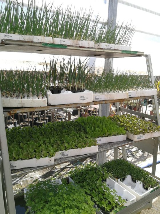 il-tuo-orto-azienda-agricola-bela-2-min